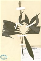 藏品(亨氏蒟蒻)的圖片